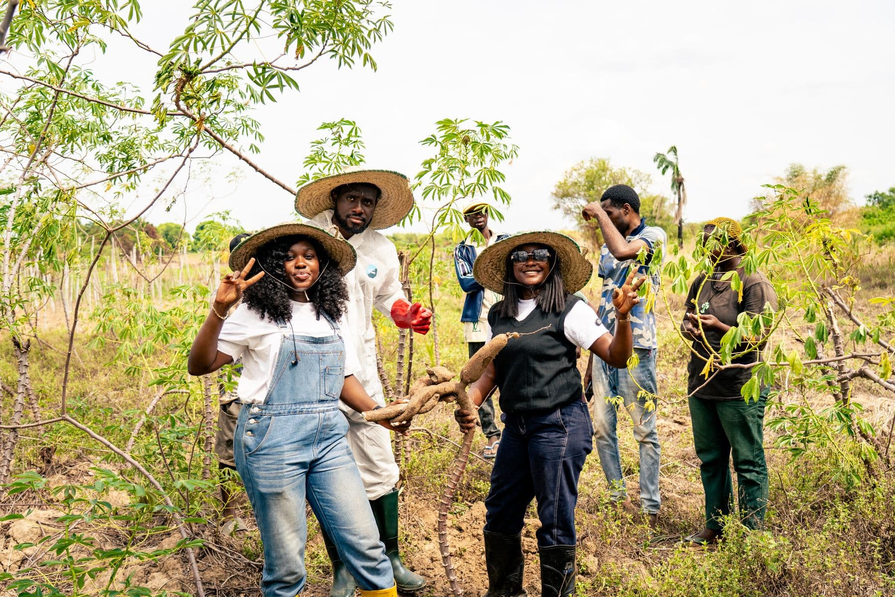 Farmers holding freshly harvested cassava in a field